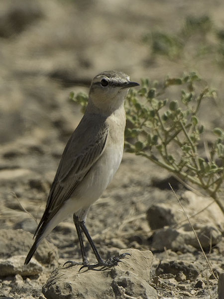Arotasku, Isabelline Wheatear, Oenanthe isabellina